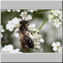 Andrena proxima - Sandbiene w01d 8-9mm OS-Hasbergen - det.jpg